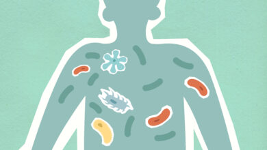 A variety of foods and habits that support healthy digestion and gut microbiome”
